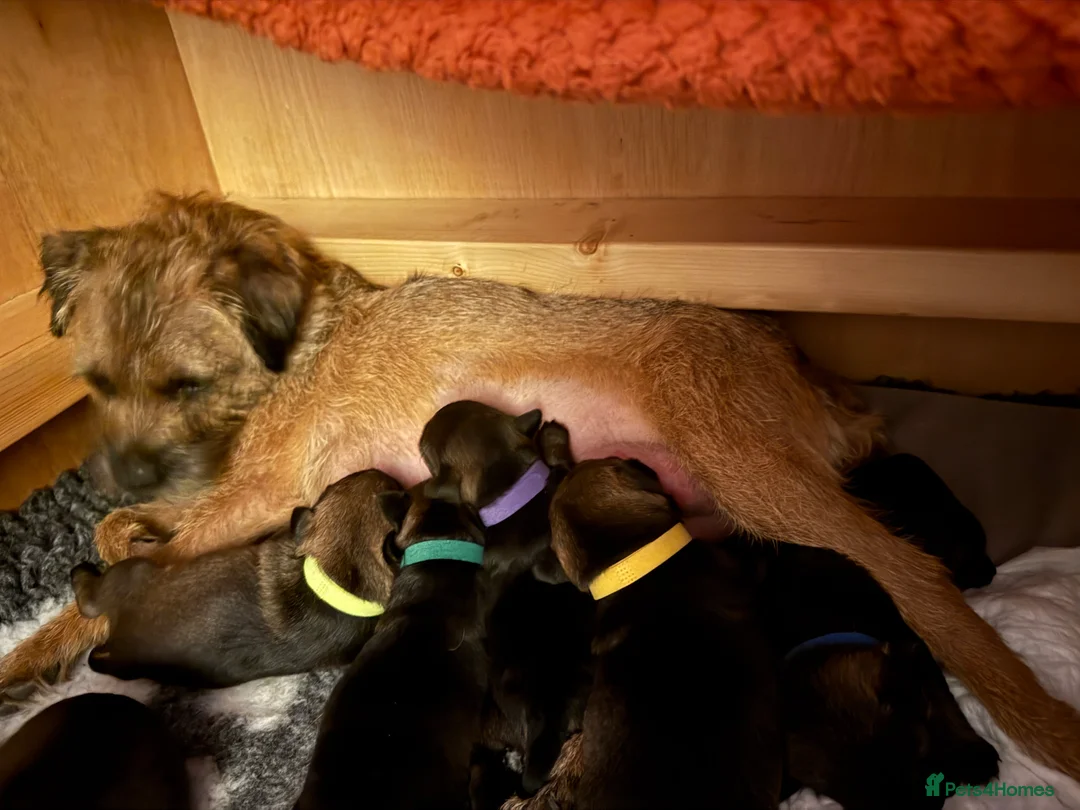 Border Terrier dogs for sale: Stunning Border Terrier Puppies - Advert 2