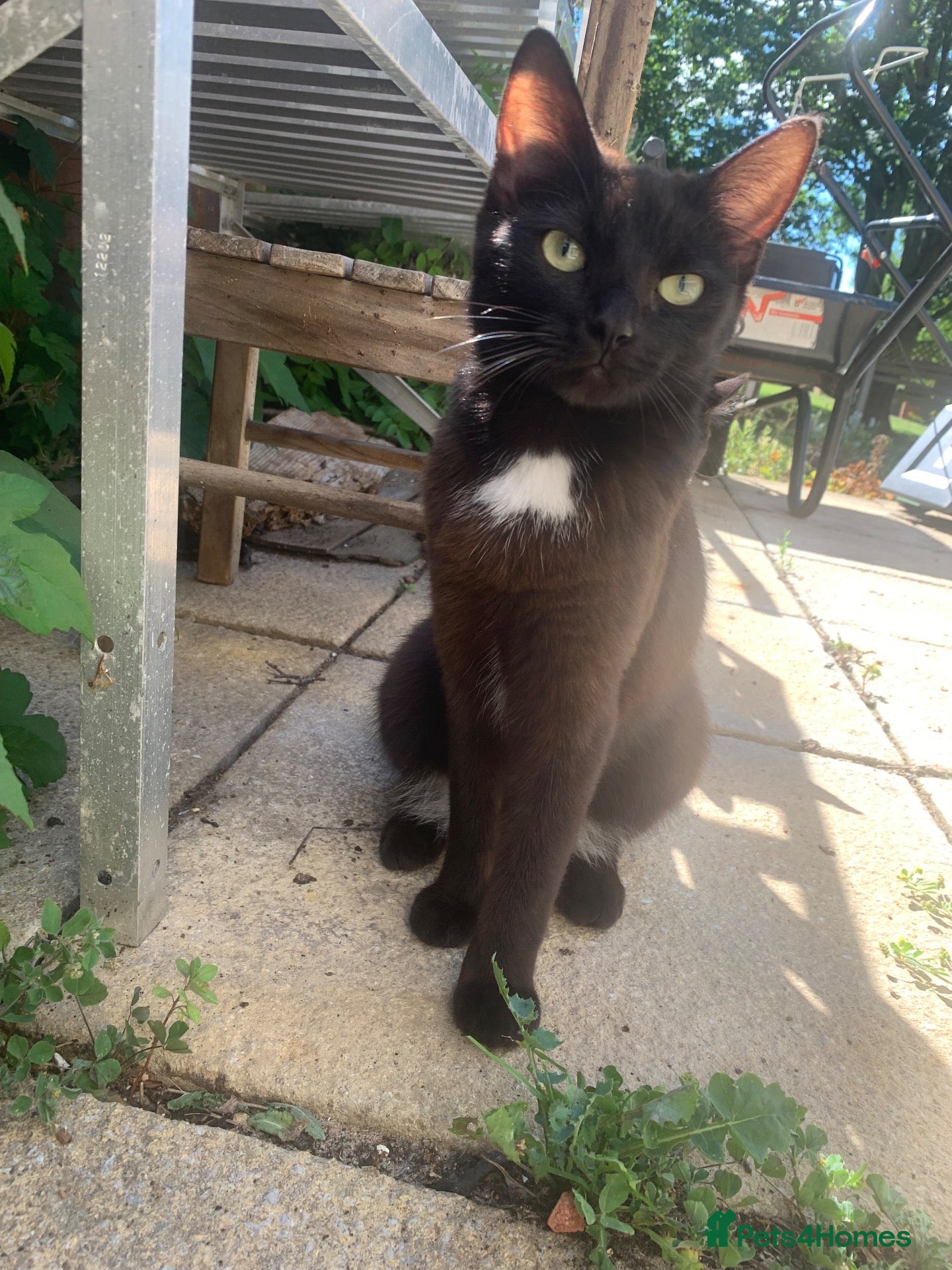 Mixed Breed cats Look in for a new home  - Advert 7