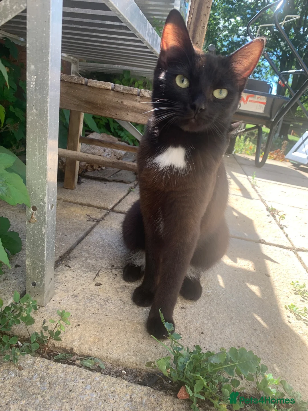Mixed Breed cats for sale: Look in for a new home  - Advert 1