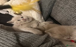 British Shorthair cats for sale: Champion Line British Shorthair Kittens - Image 8