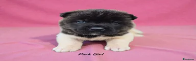 Akita Puppy 6