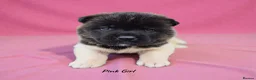 Akita dogs for sale: 🐻 Stunning American Akita Puppies 🐶  - Advert 15