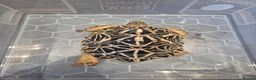 Tortoise reptiles for sale: 3 x Female Indian Star tortoises - Advert 4