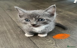 Ragdoll cats for sale: LAST 2 Ragdoll mix kittens - Image 5