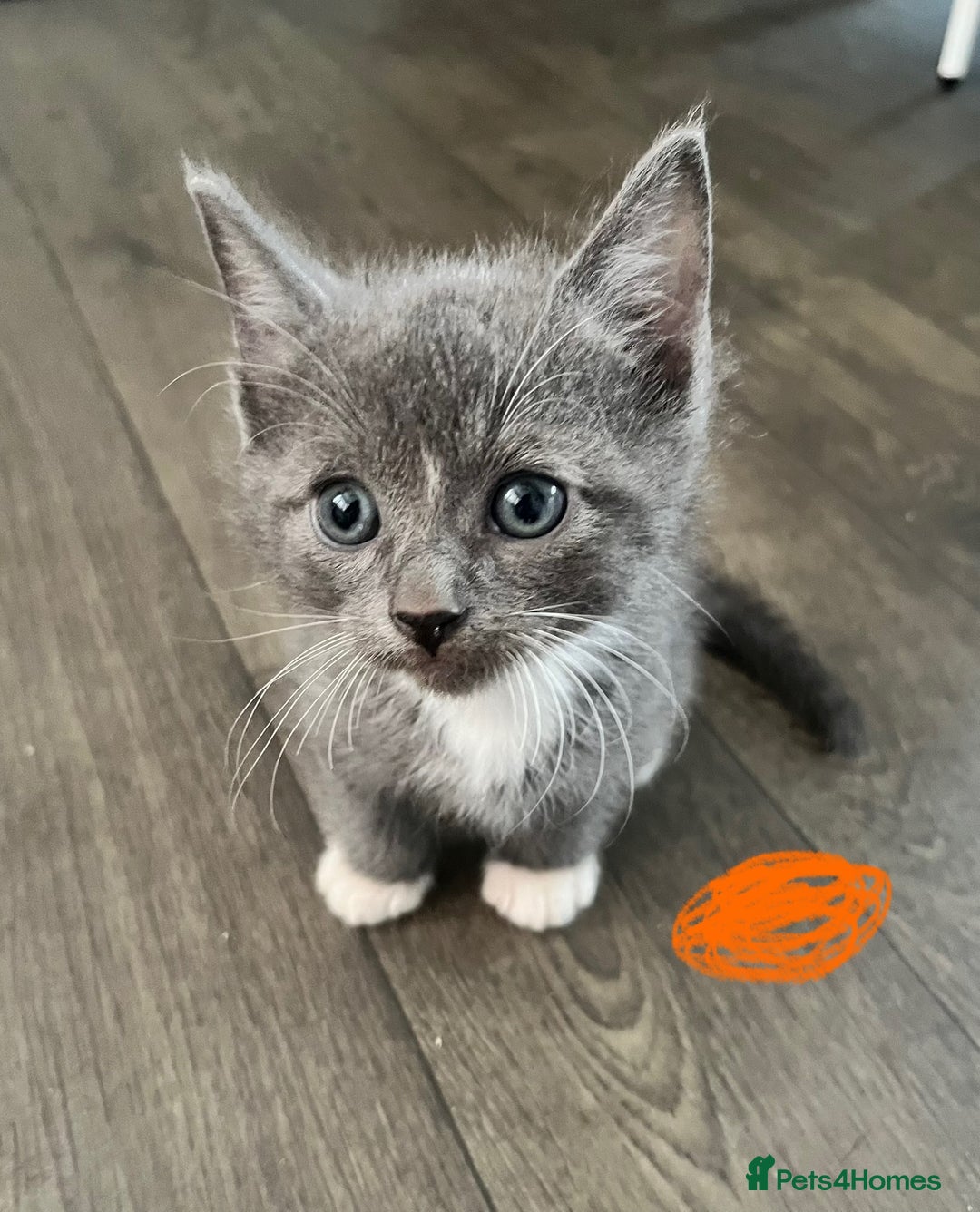 Ragdoll cats for sale: LAST 2 Ragdoll mix kittens - Image 5