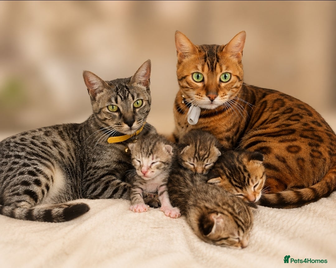 Bengal cats 🐾 Show-Stopping Savannah x Bengal  🐆 - Advert 1