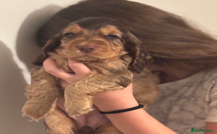 Cocker Spaniel dogs - Advert 7