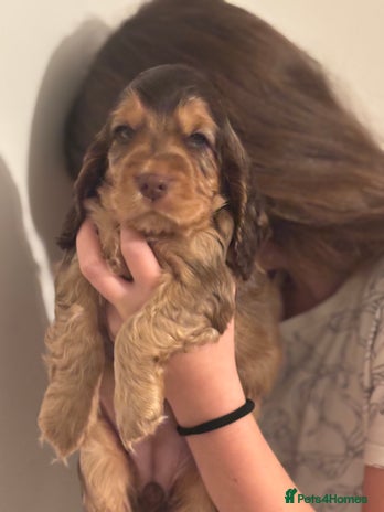 Cocker Spaniel dogs - Advert 7