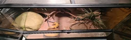 Leopard Gecko reptiles for sale: Adult Leapard Gecko & Enclosure  in Chatteris - Advert 3