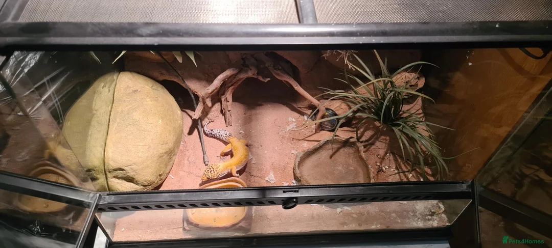 Leopard Gecko reptiles for sale: Adult Leapard Gecko & Enclosure  in Chatteris - Advert 3