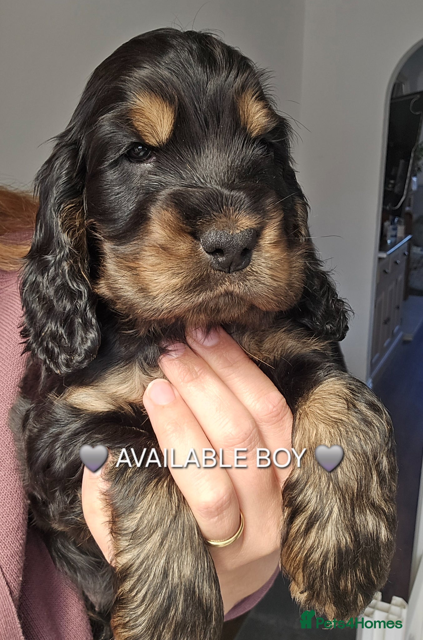 Cocker Spaniel dogs KC Reg Show Cocker Spaniel Puppy Black and tan - Advert 5