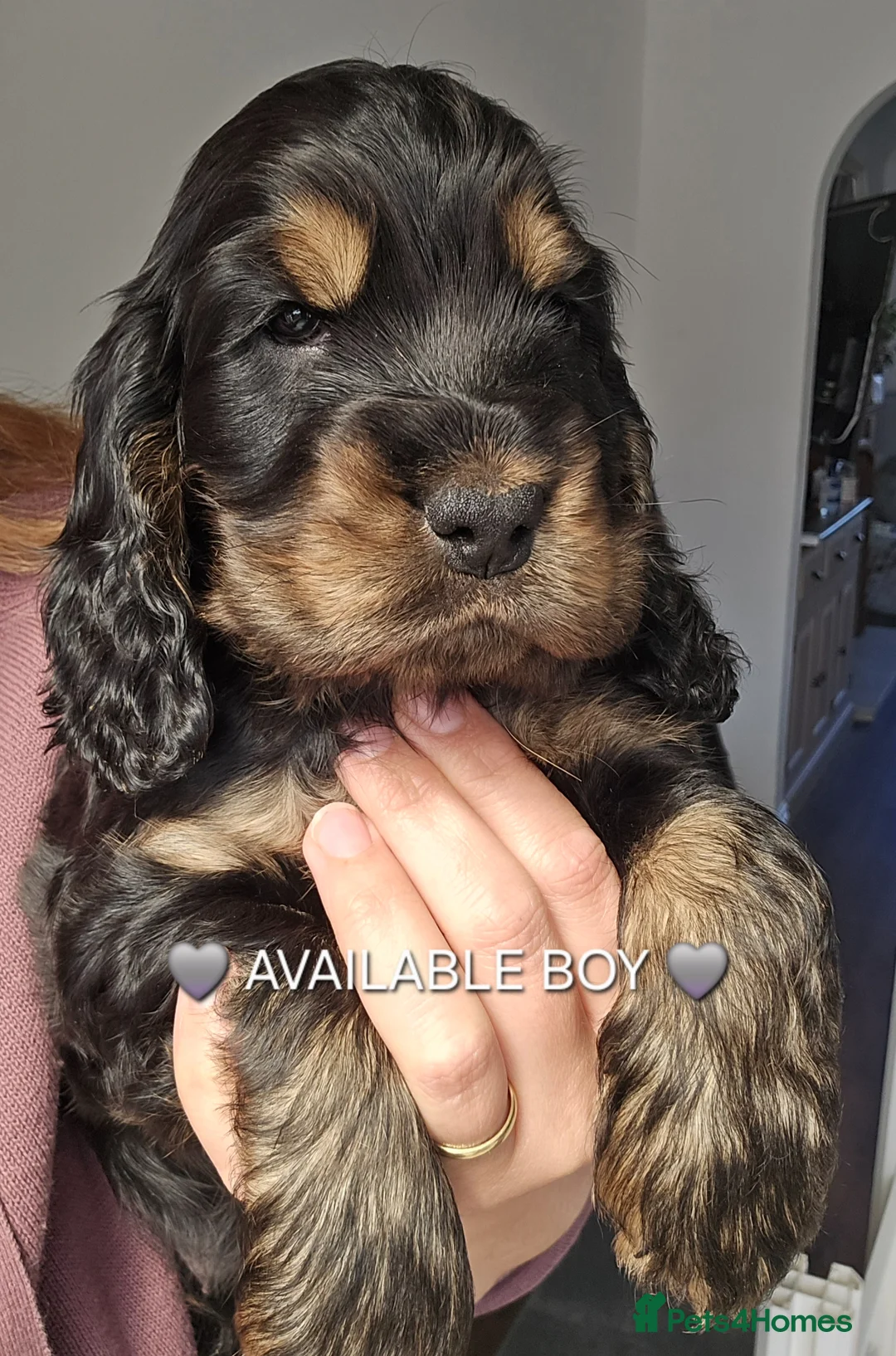Cocker Spaniel dogs for sale: KC Reg Show Cocker Spaniel Puppy Black and tan - Advert 1