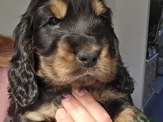 Cocker Spaniel dogs KC Reg Show Cocker Spaniel Puppy Black and tan - Advert 5