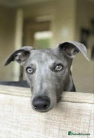 Whippet dogs - Advert 3