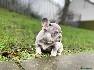 French Bulldog dogs Gorgeous French Bulldog Pups - Advert 4