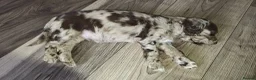 Mixed Breed dogs for sale: Cockapoo/Springer in Ferryhill - Advert 11