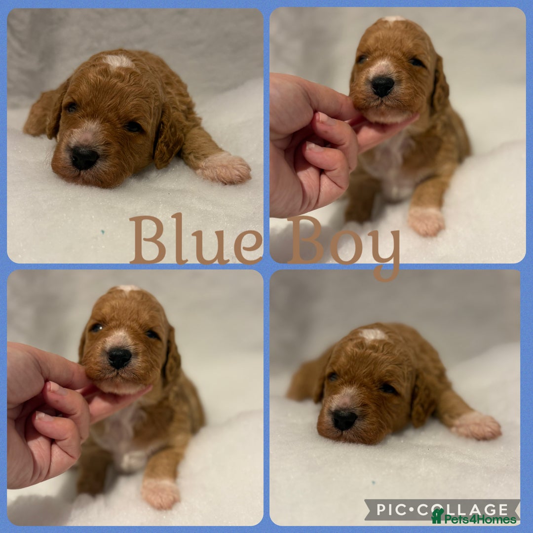 Cavapoo dogs for sale: Extensively Health Tested F1b Cavapoo Puppies  - Image 4