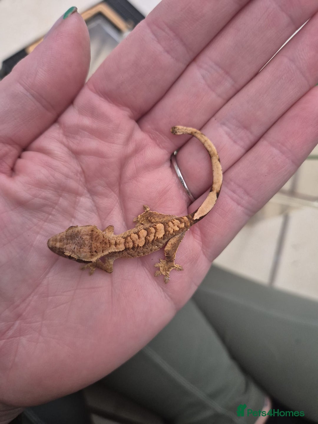 Gecko reptiles for sale: Leopard, gargoyle, chahoua and crested geckos - Advert 12
