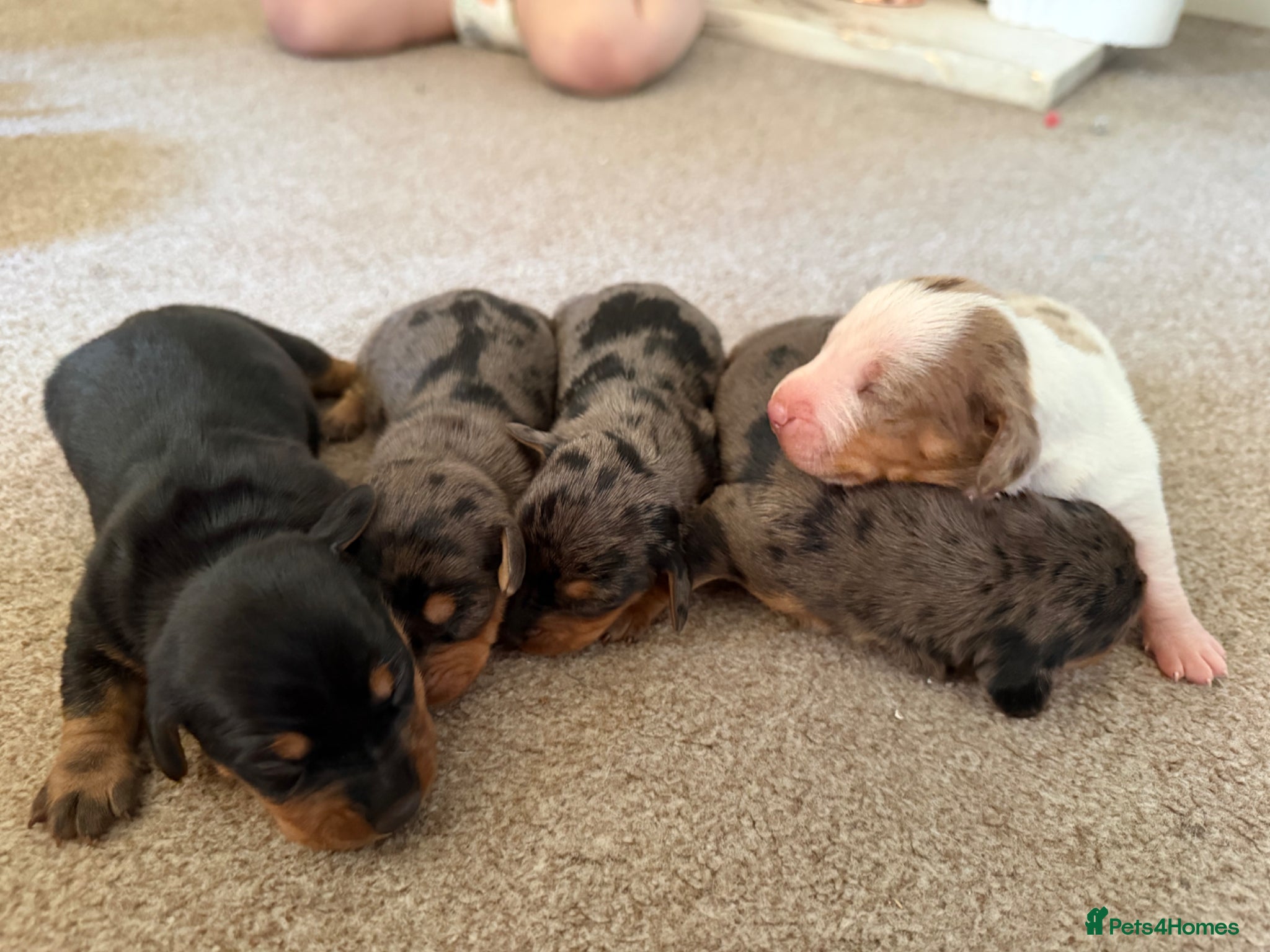 Dachshund dogs Stunning dachshund babies  - Advert 6