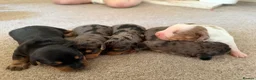 Dachshund dogs for sale: Stunning dachshund babies  - Advert 1
