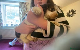Cocker Spaniel dogs for sale: Gorgeous Litter of Cocker spaniels  - Image 5