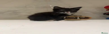 Black fluffy female kitten 