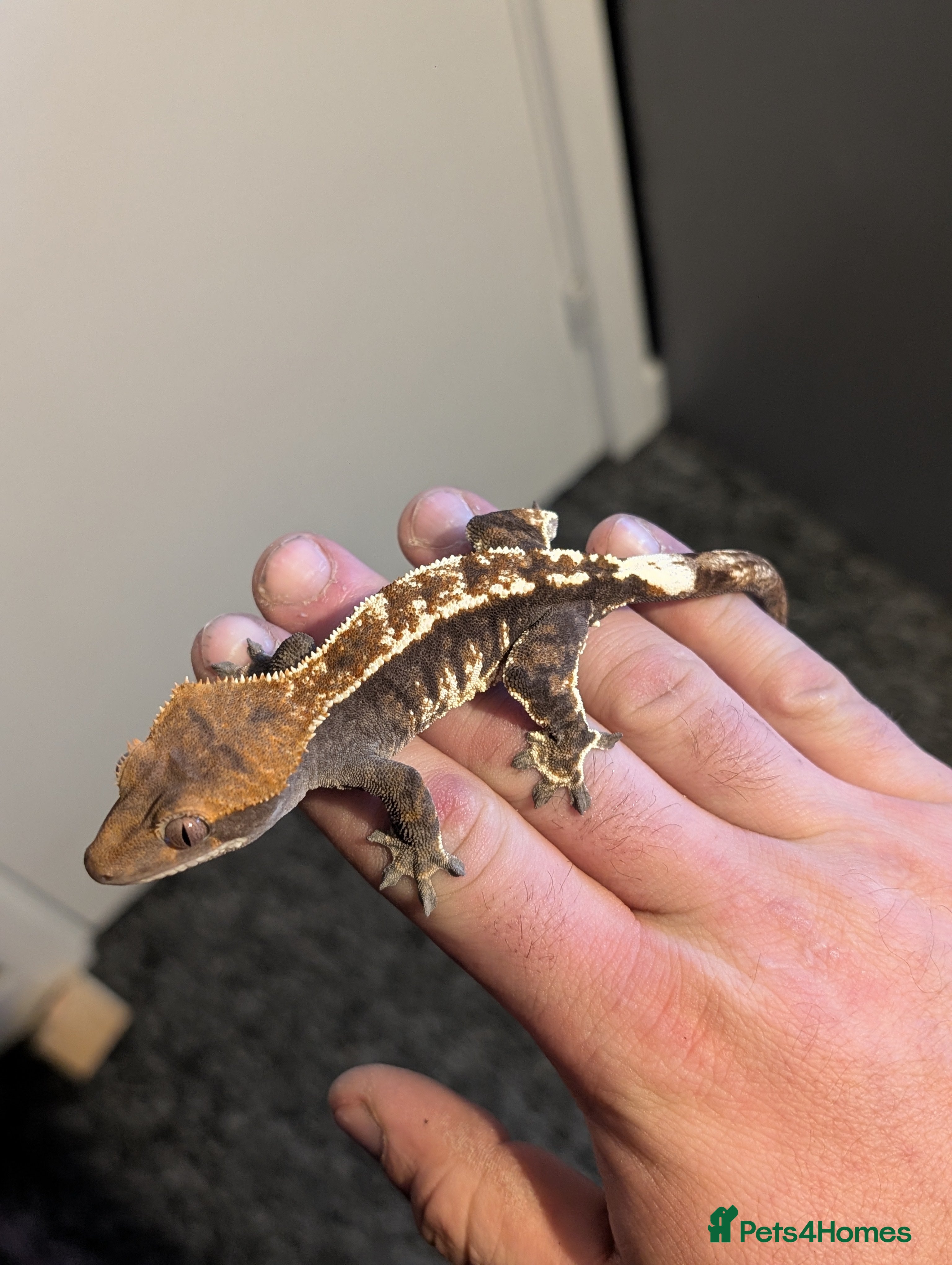 Gecko reptiles Cappuccino Crested Gecko  - Advert 14