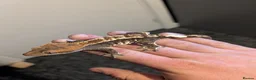 Gecko reptiles for sale: Cappuccino Crested Gecko  - Advert 1