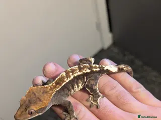 Gecko reptiles Cappuccino Crested Gecko - Advert 14