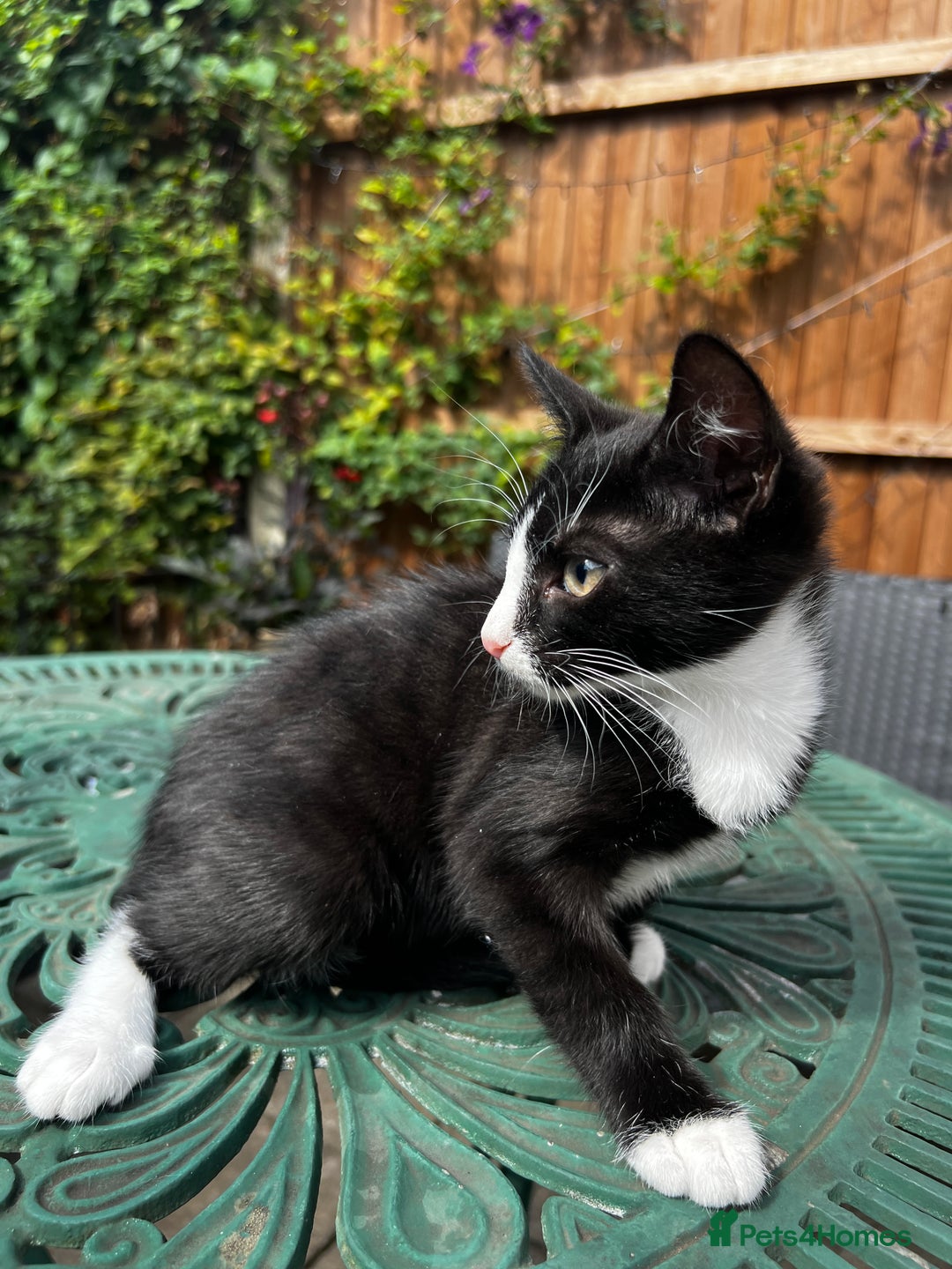 Turkish Angora cats for sale: 🐯 Last White Male Turkish Angora kittens 🐯  - Advert 3