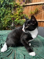 Turkish Angora cats 🐯 Last White Male Turkish Angora kittens 🐯 - Advert 3