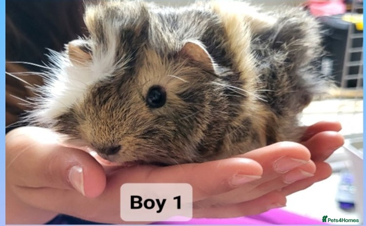 Guinea Pig rodents - Advert 12