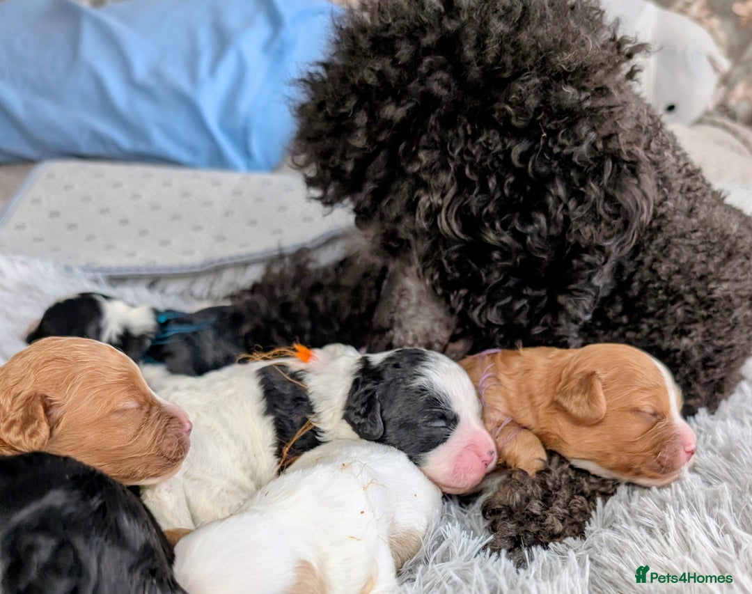 Cavapoo dogs for sale: ❤️F1 CAVAPOO BABIES❤️ HEALTH TESTED PARENTS!🐩 - Advert 28