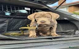 Cane Corso dogs for sale: Blond Bobby Blue  - Image 1