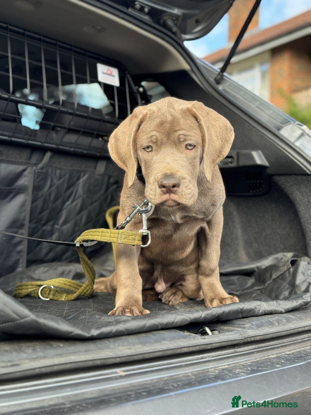 Cane Corso dogs for sale: Blond Bobby Blue  - Image 1