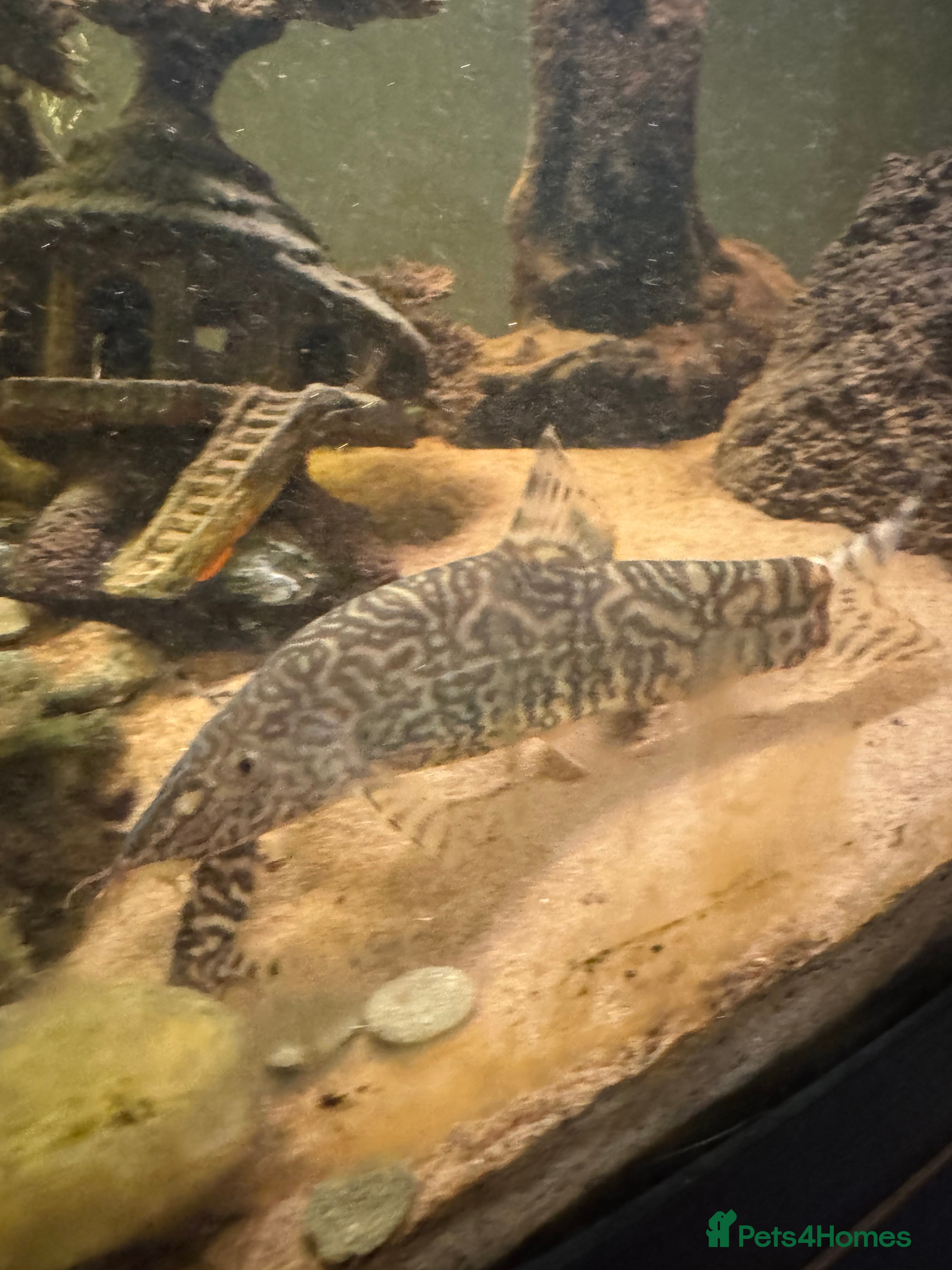 Loaches fish Yoyo loach x3  - Advert 1