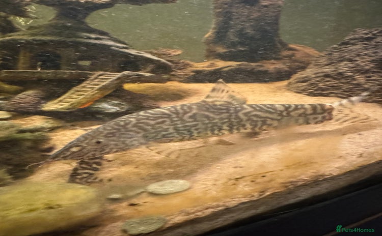 Loaches fish - Advert 1