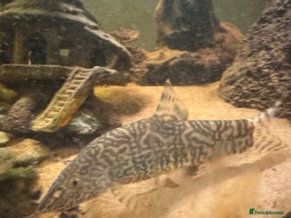 Loaches fish Yoyo loach x3 - Advert 16