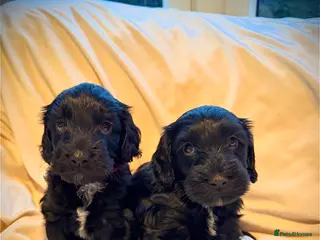 Cockapoo dogs cockapoos ready march - Advert 3