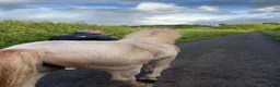 Haflinger horses for sale: Gorgeous yearling filly for sale  - Advert 10