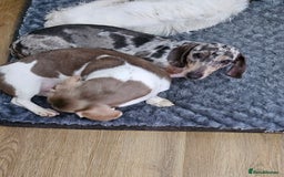 Dachshund dogs for sale: 2 Loving Miniature Dachshunds–Must Stay Together - Image 22