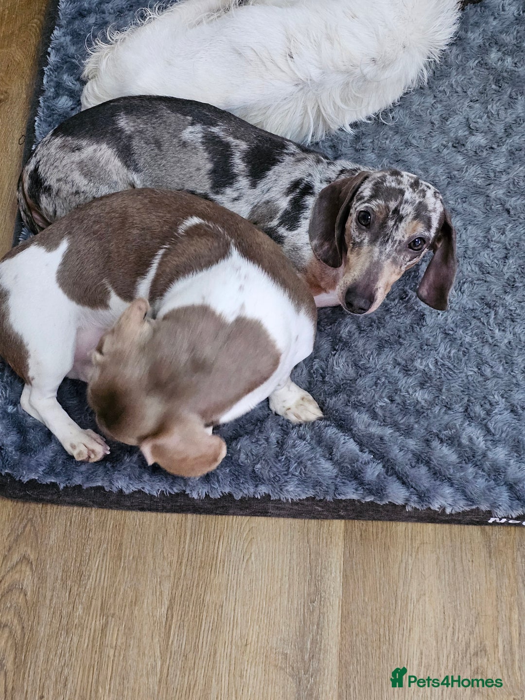 Dachshund dogs for sale: 2 Loving Miniature Dachshunds–Must Stay Together - Image 22