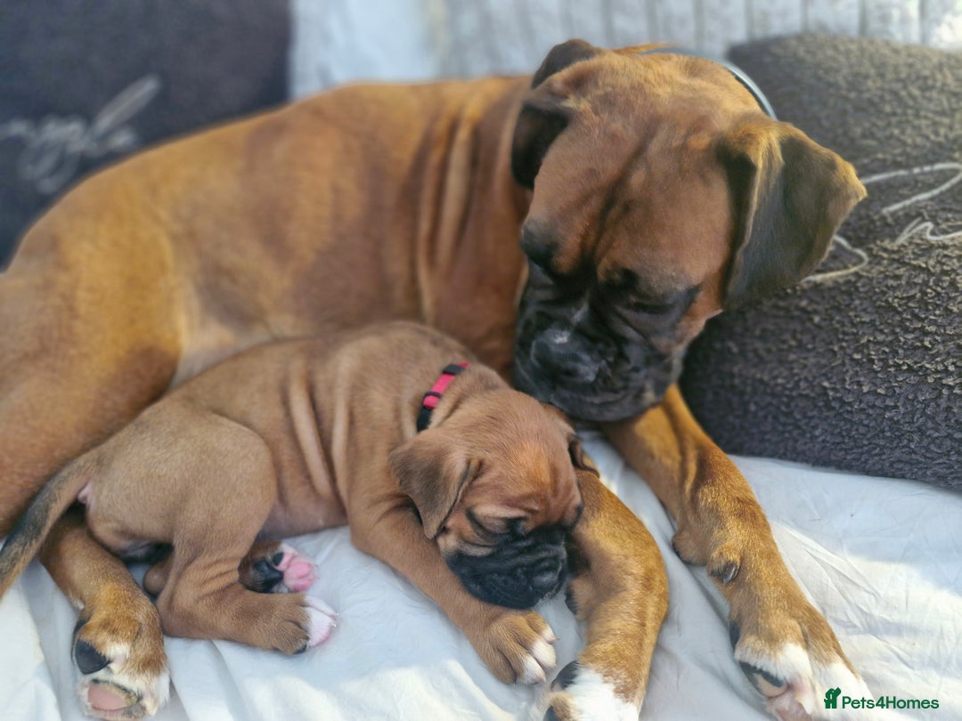 Boxer dogs for sale: Gorgeous Litter of 9 KC Registered Boxer Puppies - Image 14