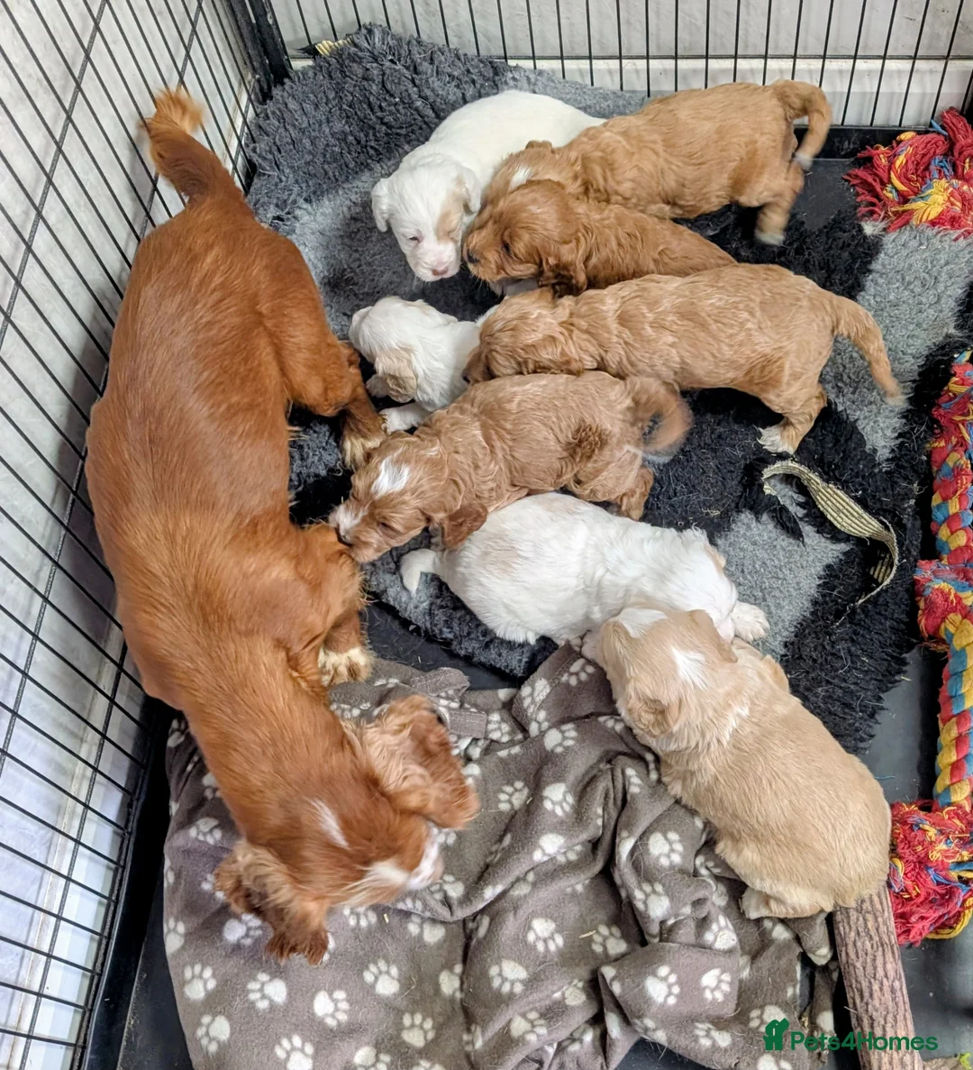 Cockapoo dogs for sale: Licensed breeder health tested F1 cockapoos in Rugby - Advert 36
