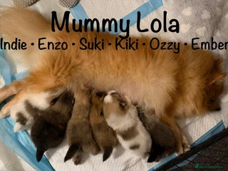 Pomeranian dogs Stunning litter of Pomeranian's - Advert 1