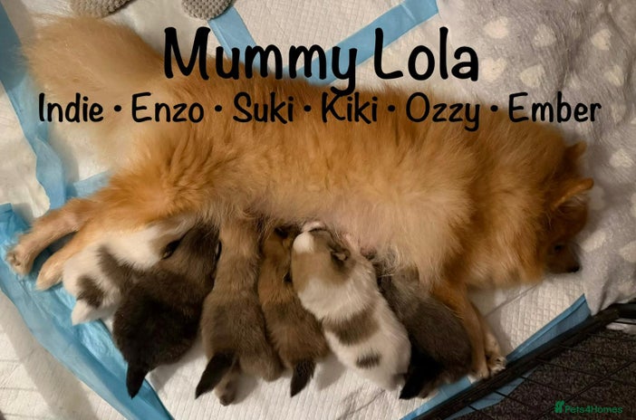 Pomeranian dogs Stunning litter of Pomeranian's - Advert 1