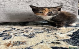 Mixed Breed cats for sale: 4 Beautiful Kittens for Sale - Image 4