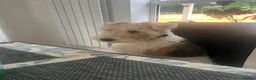 Fox Terrier dogs for stud: Wire fox terrier stud  in Welwyn Garden City - Advert 15