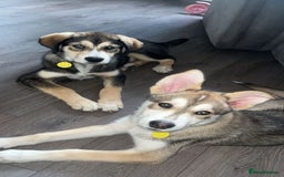 Mixed Breed dogs for sale: Husky x Labrador 2 years old  - Advert 3