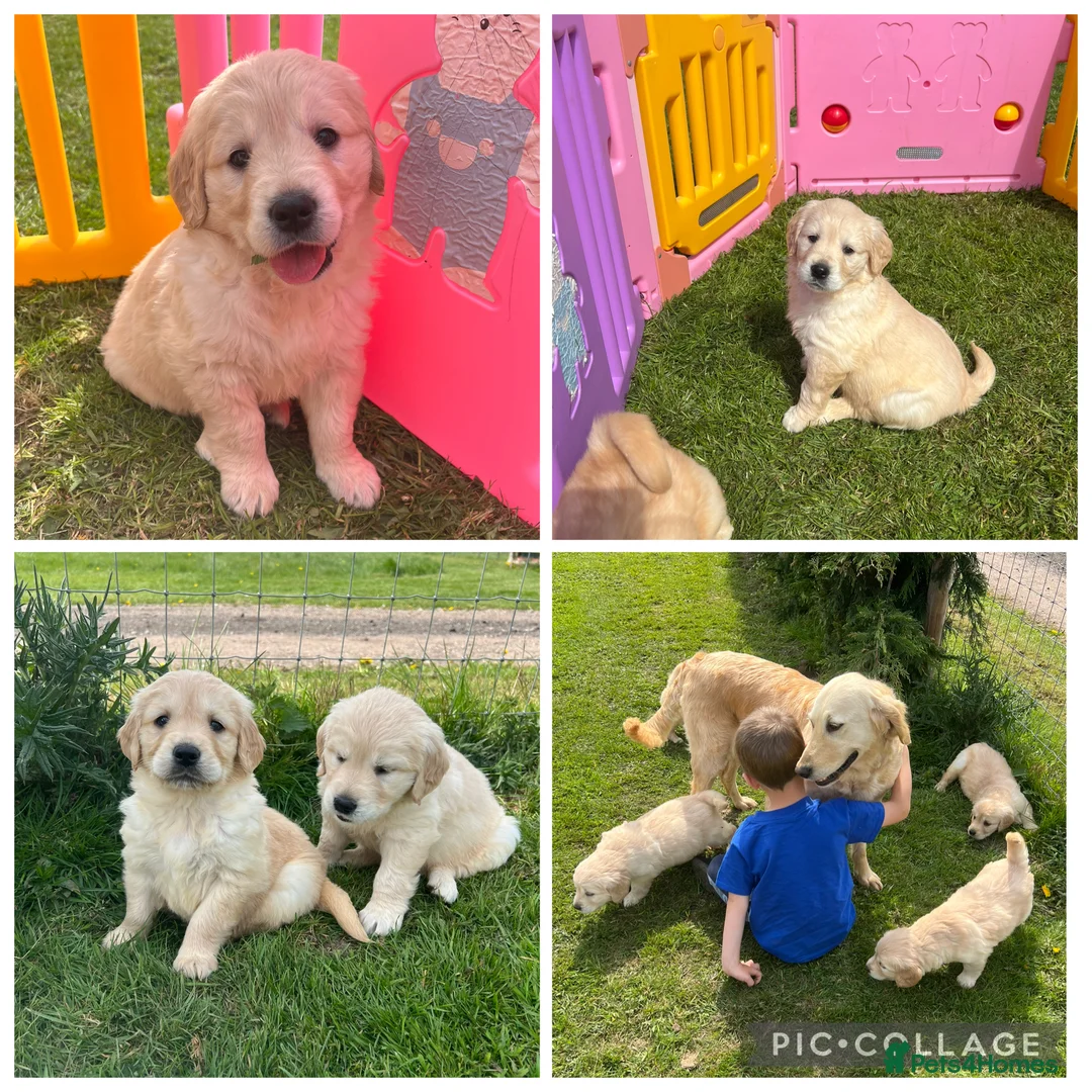Golden Retriever dogs for sale: READY NOW! QUALITY KC REG CHUNKY GOLDEN RETRIEVERS - Advert 1